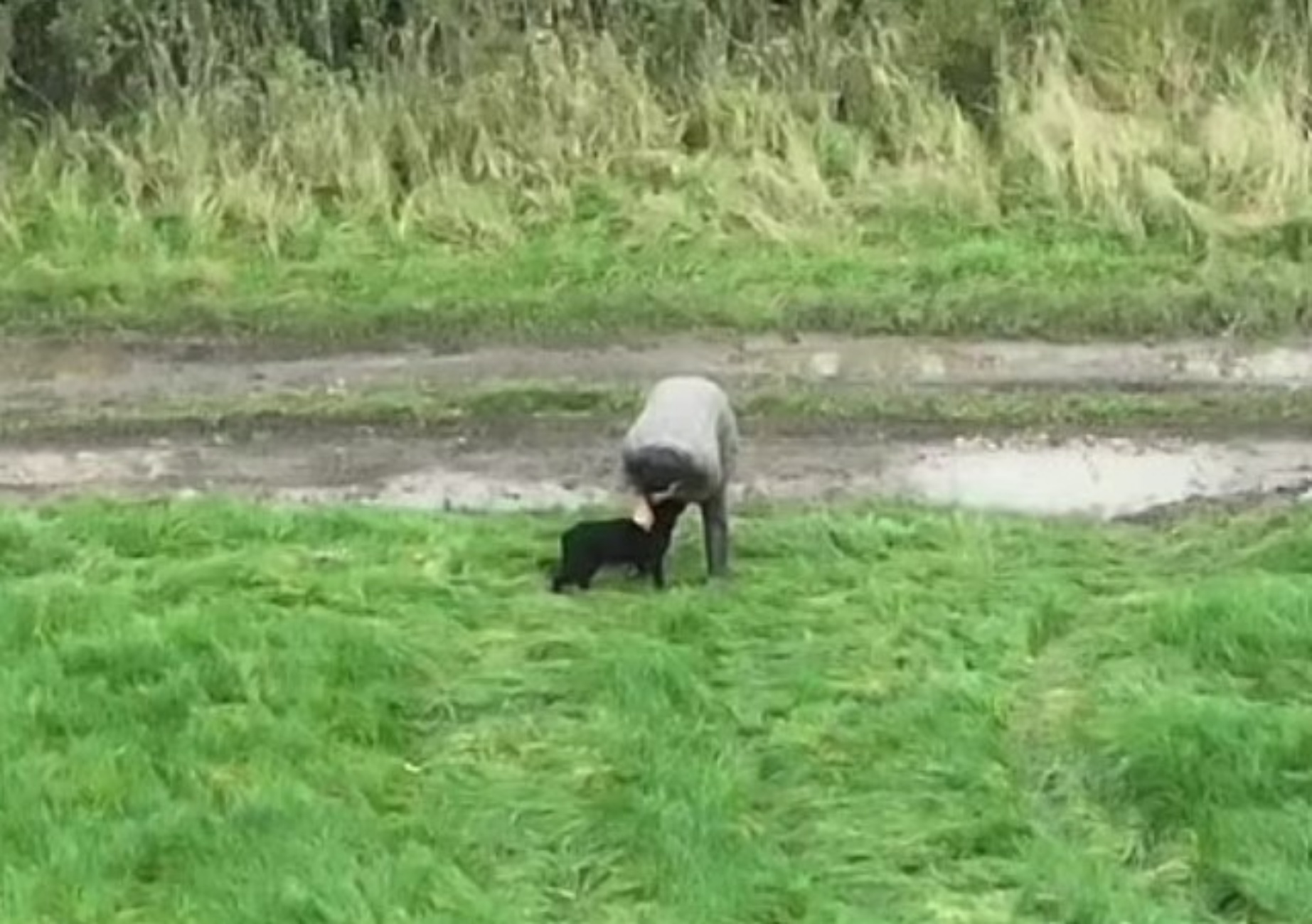 cagnolina cieca riabbraccia umano