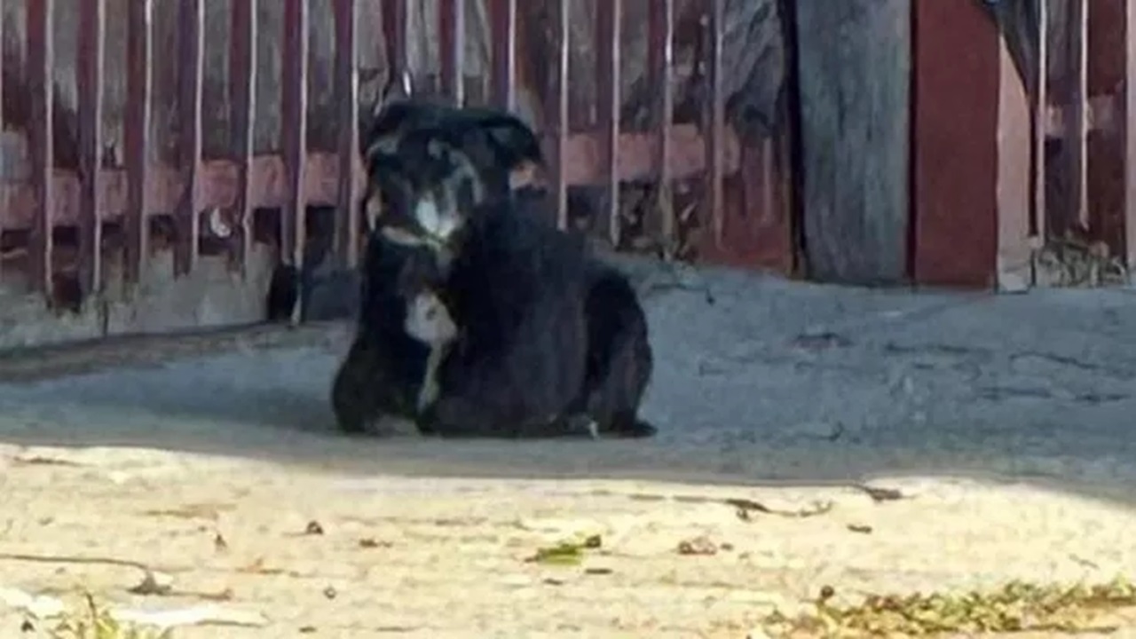 Cane sdraiato a terra