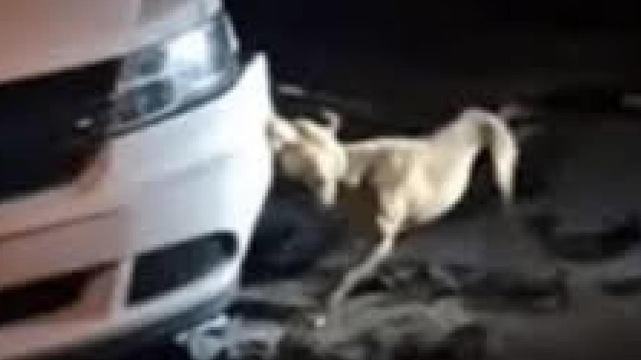 Cane buca le gomme alle auto parcheggiate