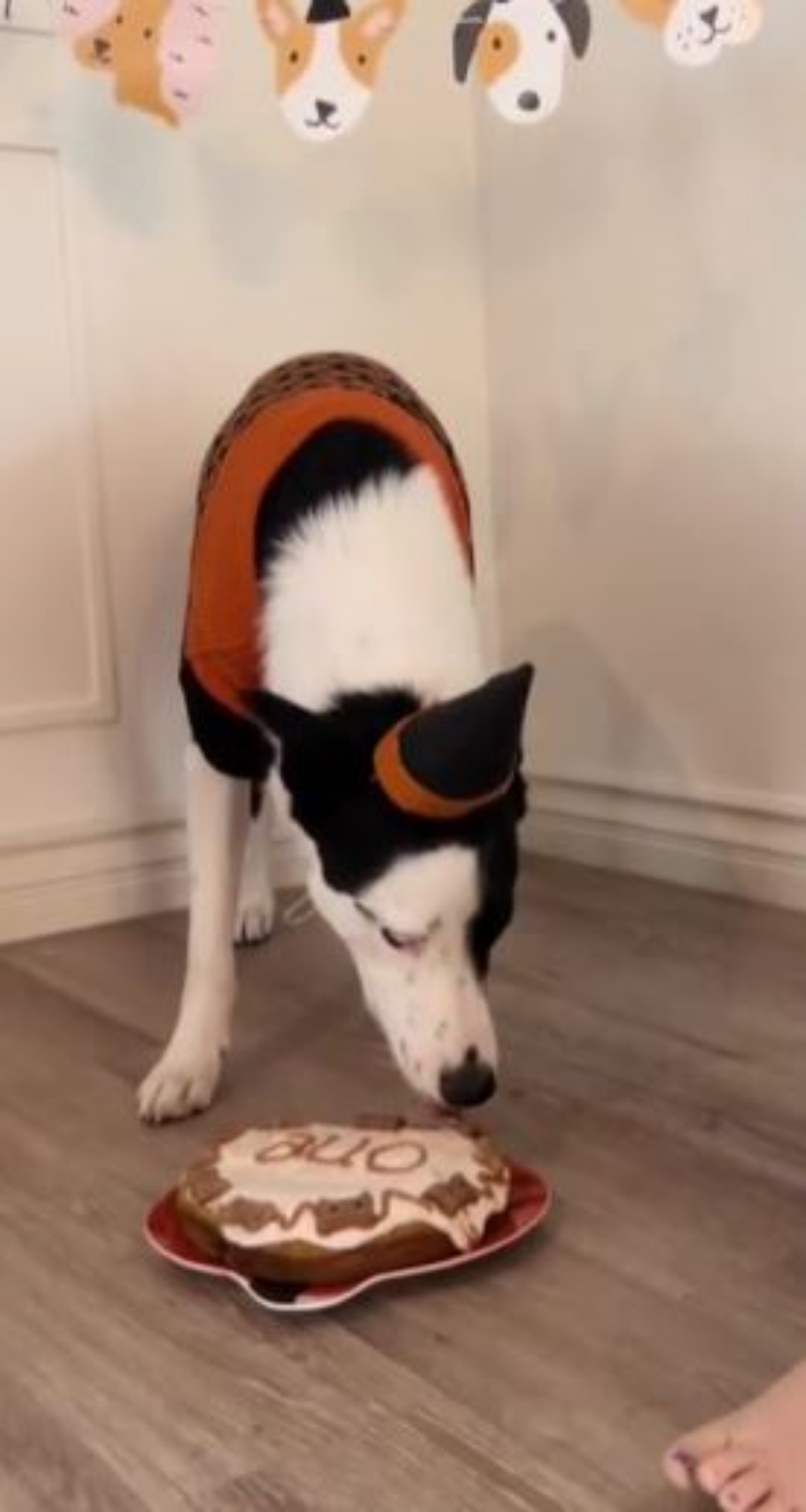 un cane che mangia una torta