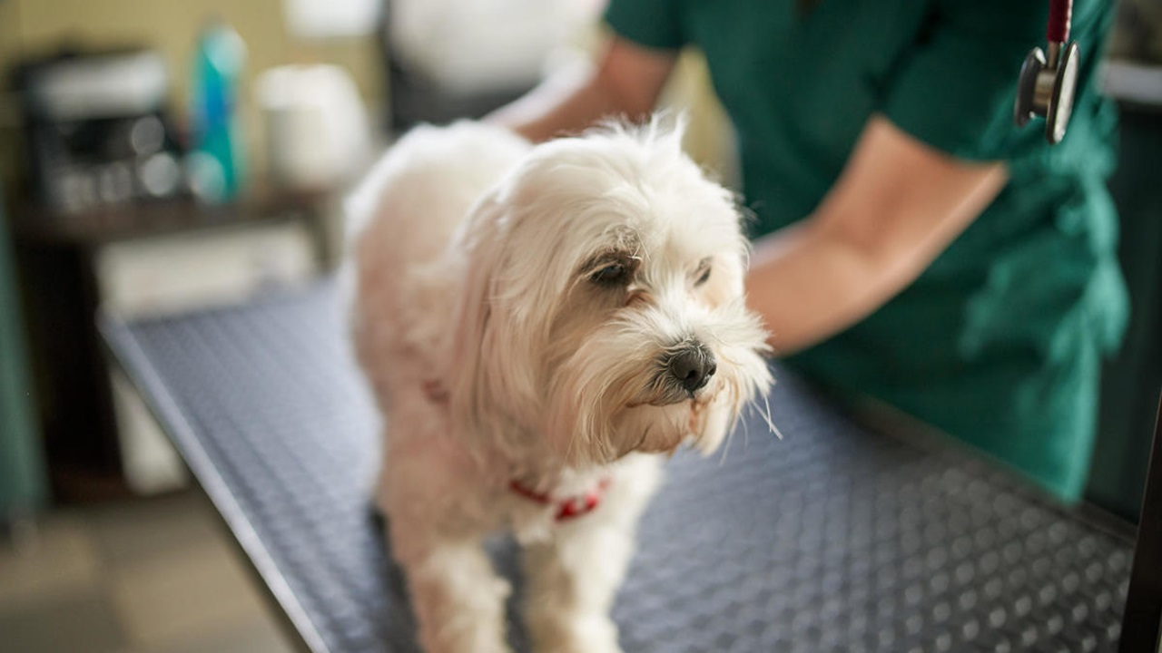 Cane dal veterinario