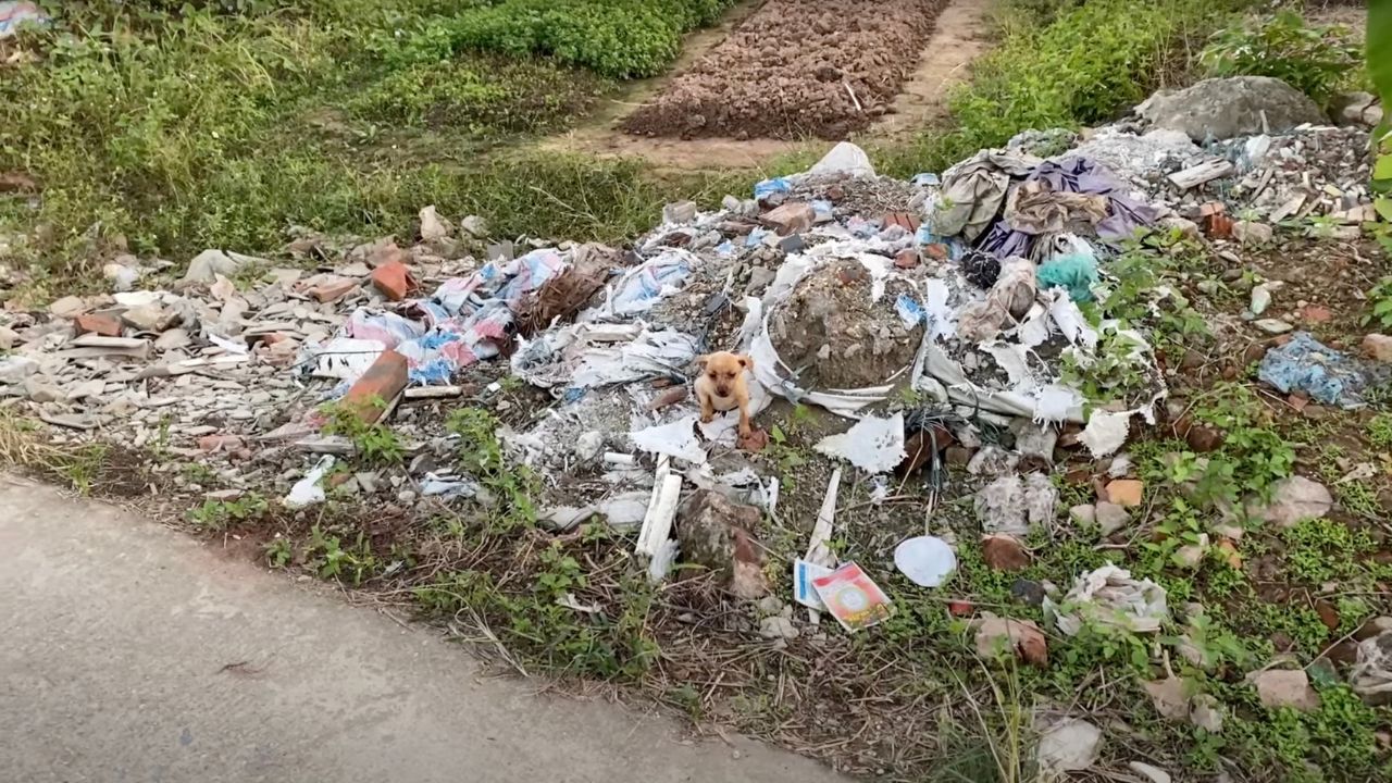 Cucciolo tra i rifiuti