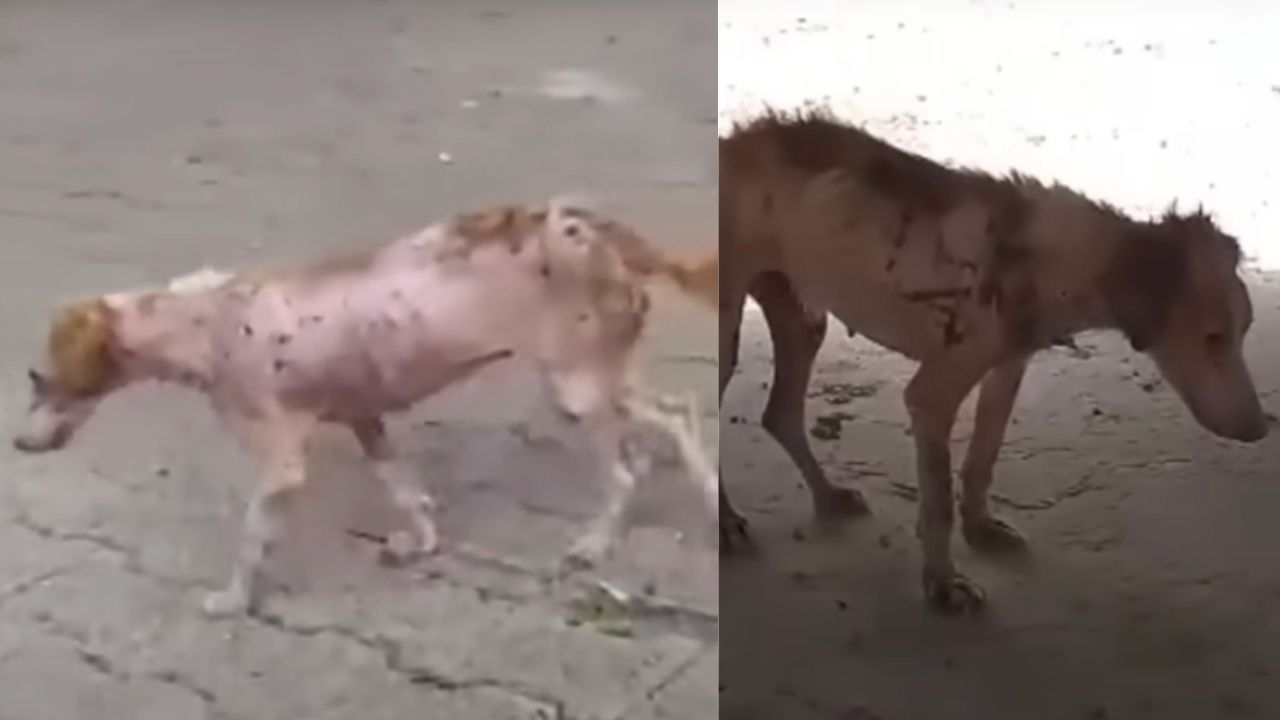 Cagnolina con leishmaniosi