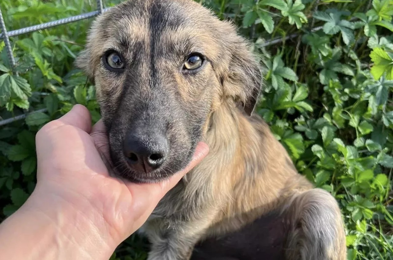 Mano accarezza il cane