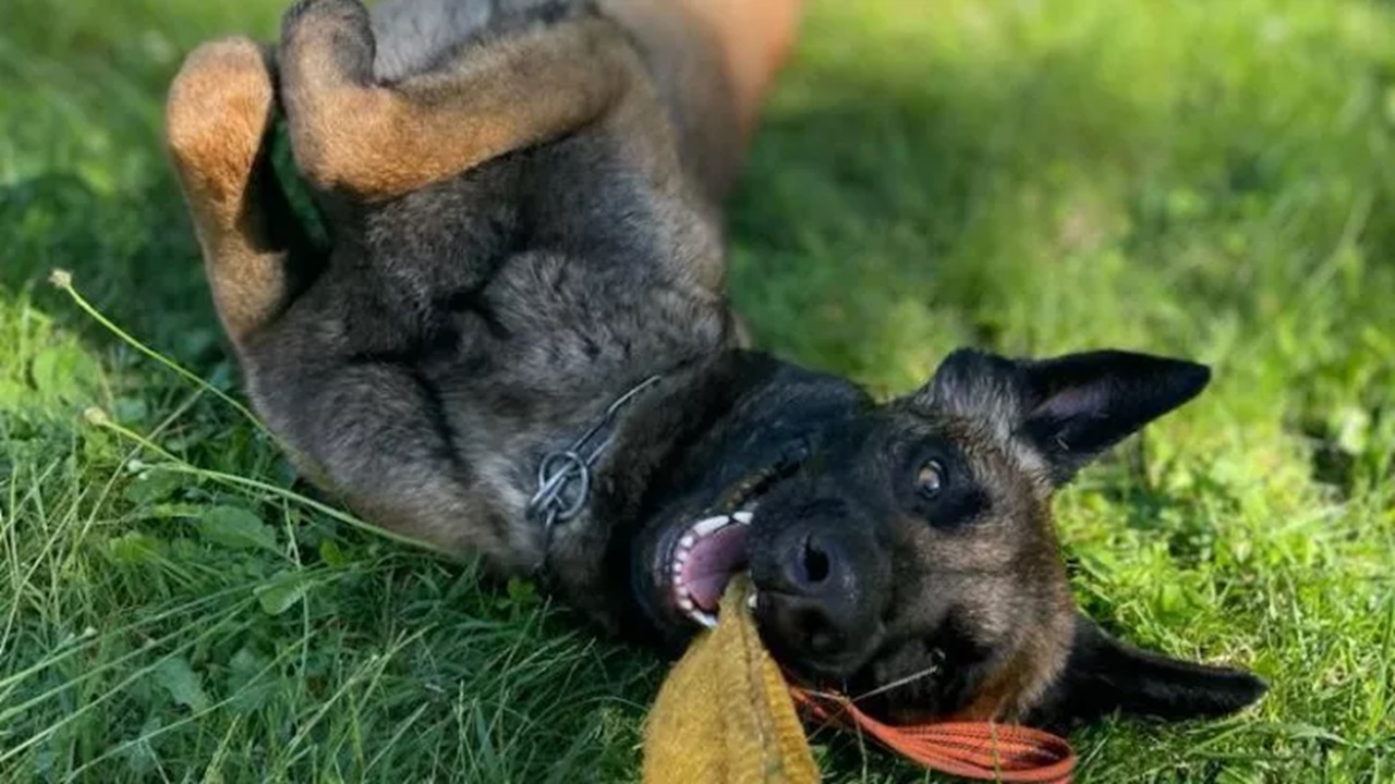 Cane felice rotola sul prato