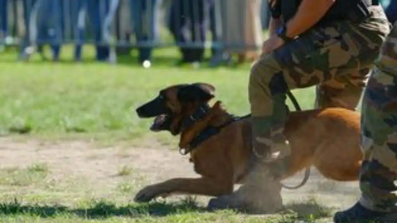 Poliziotto con il cane Malinois