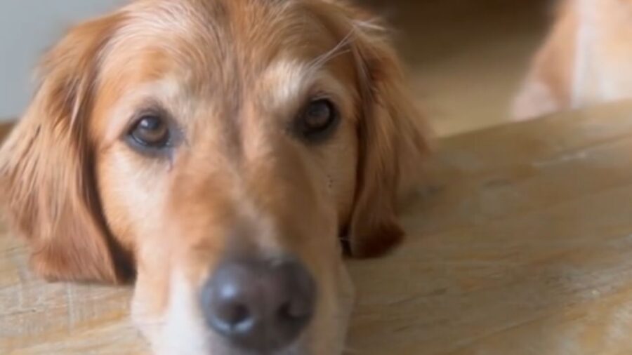 cane che guarda l'obiettivo