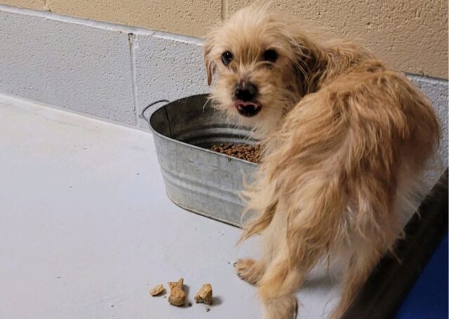 Cane del rifugio troppo spaventato per muoversi, dopo l’adozione è irriconoscibile