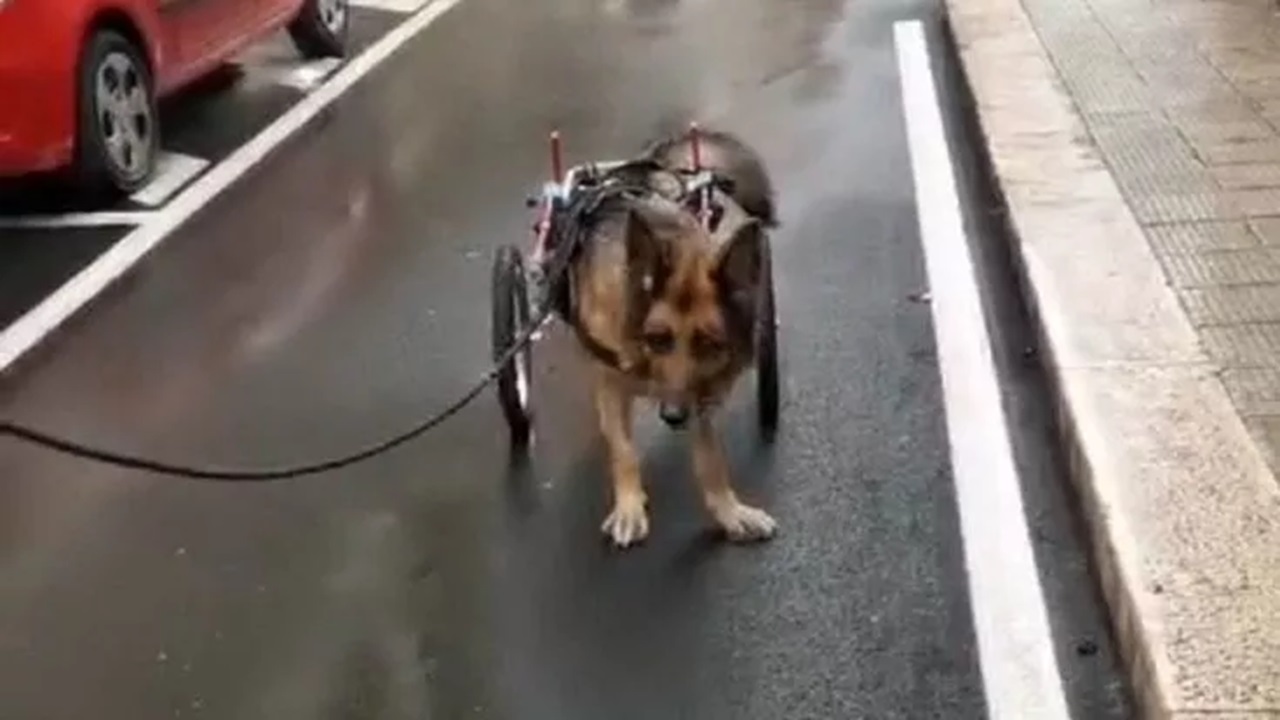 Cane disabile derubato del carrellino