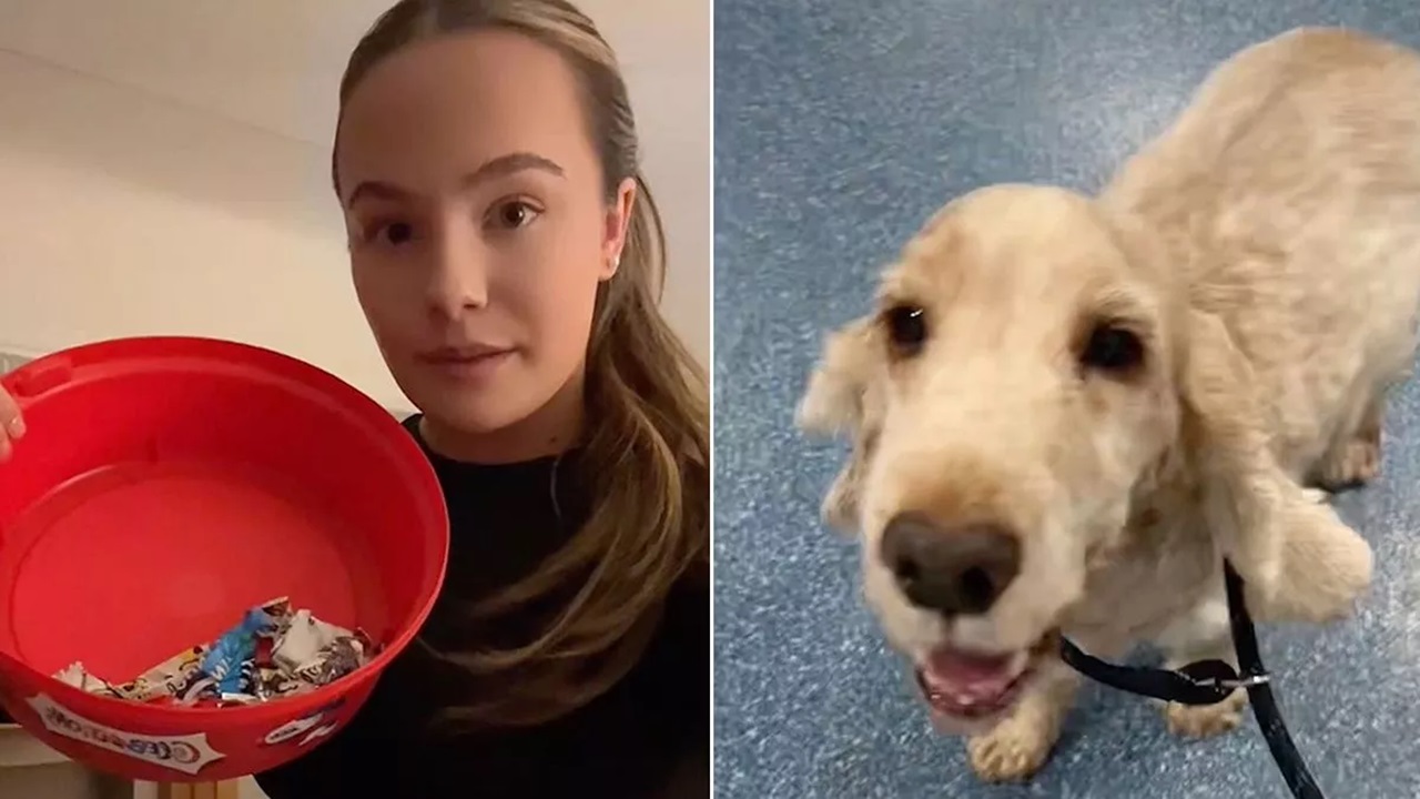 Cane mangia una scatola di cioccolatini