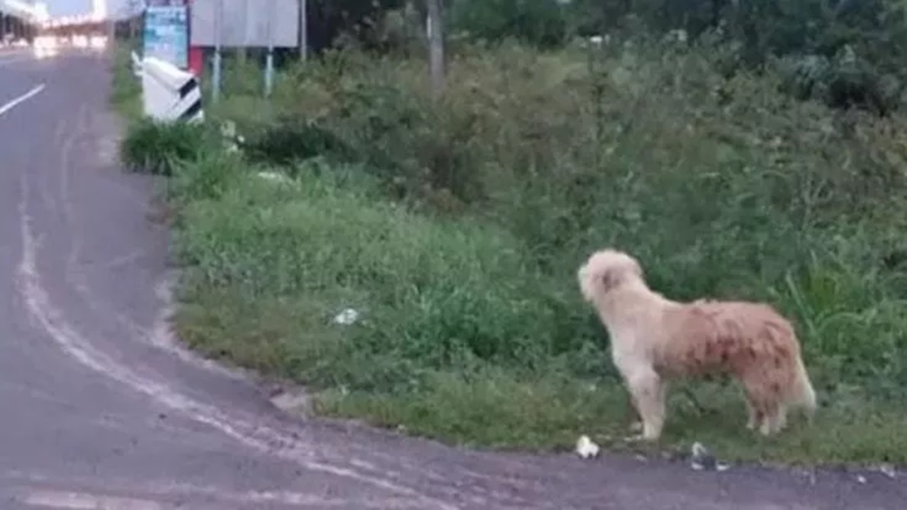 Cane abbandonato in strada