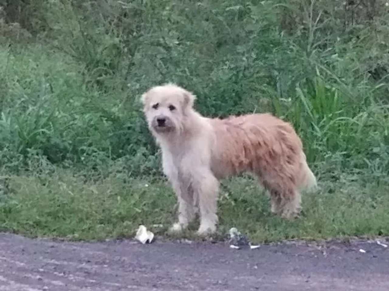 Cane bianco e miele da solo