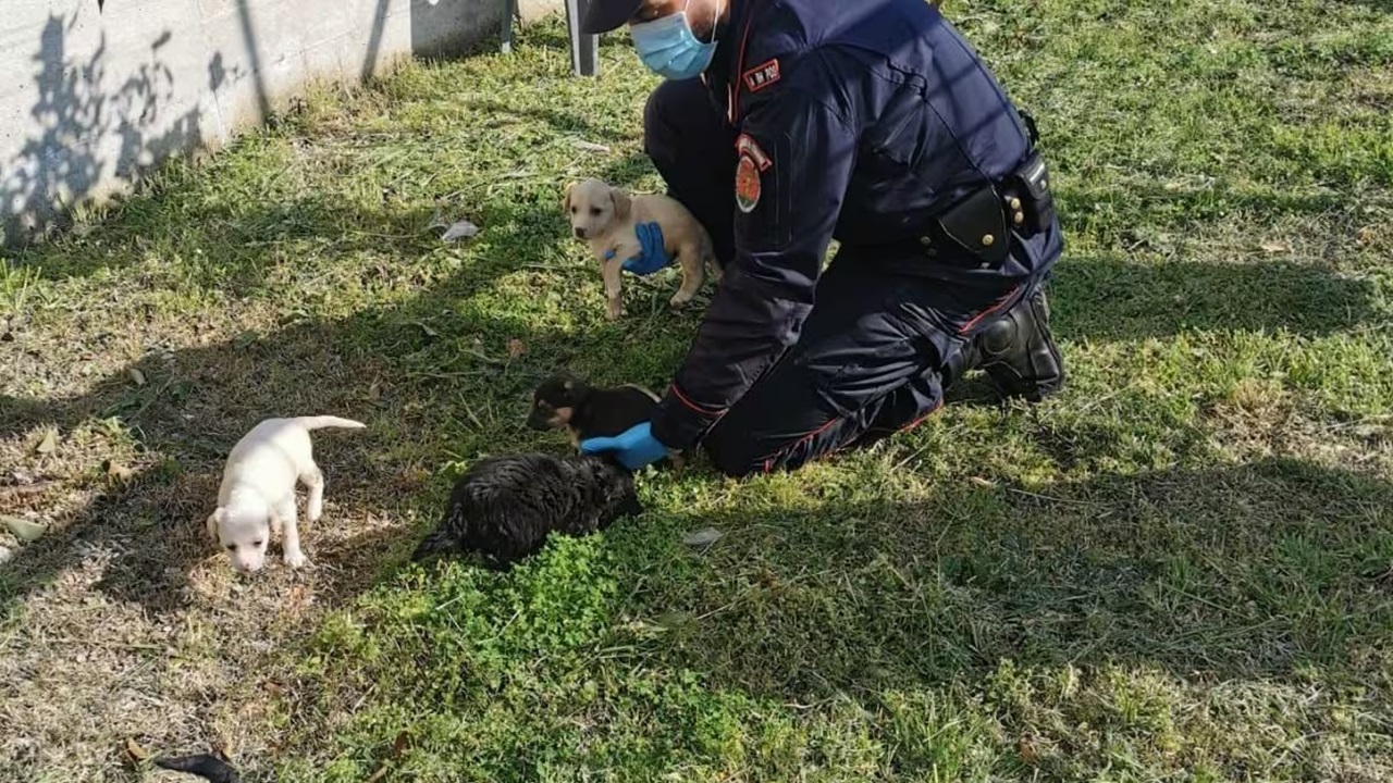 Cuccioli nutriti dai volontari