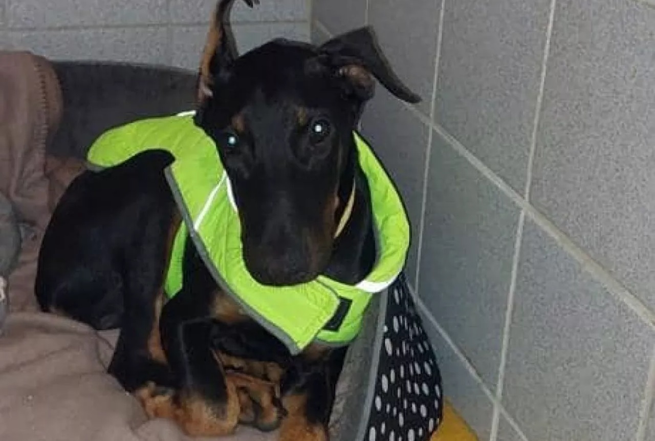 Cane nero con cappotto giallo