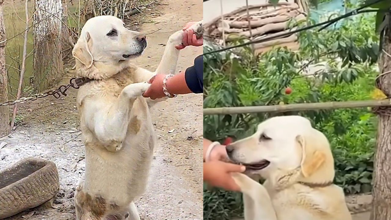 Labrador salvato