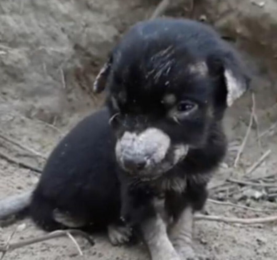 cucciolo fantastico 