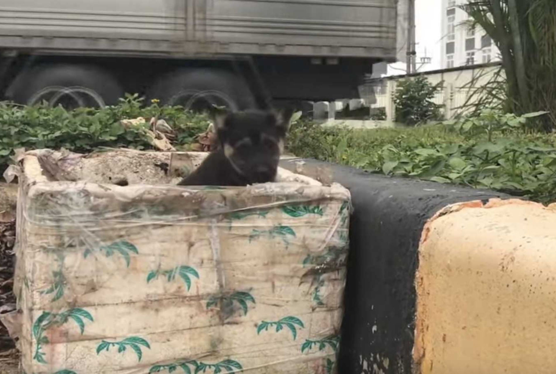 cagnolino abbandonato dentro secchio spazzatura