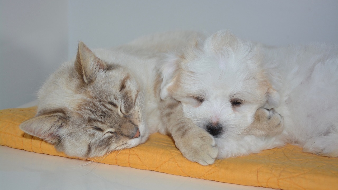 Cane e gatto dormono