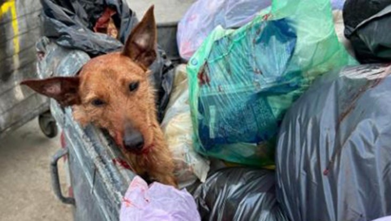 Perro entre la basura