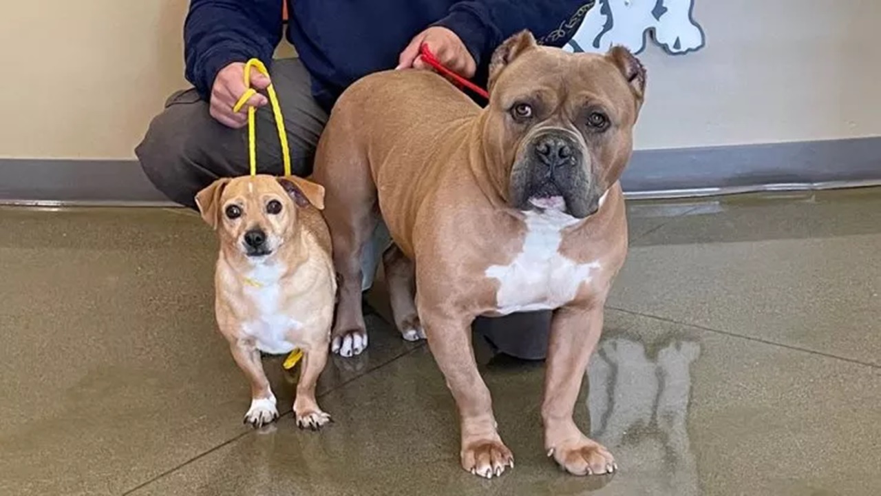 American Bully e Chihuahua