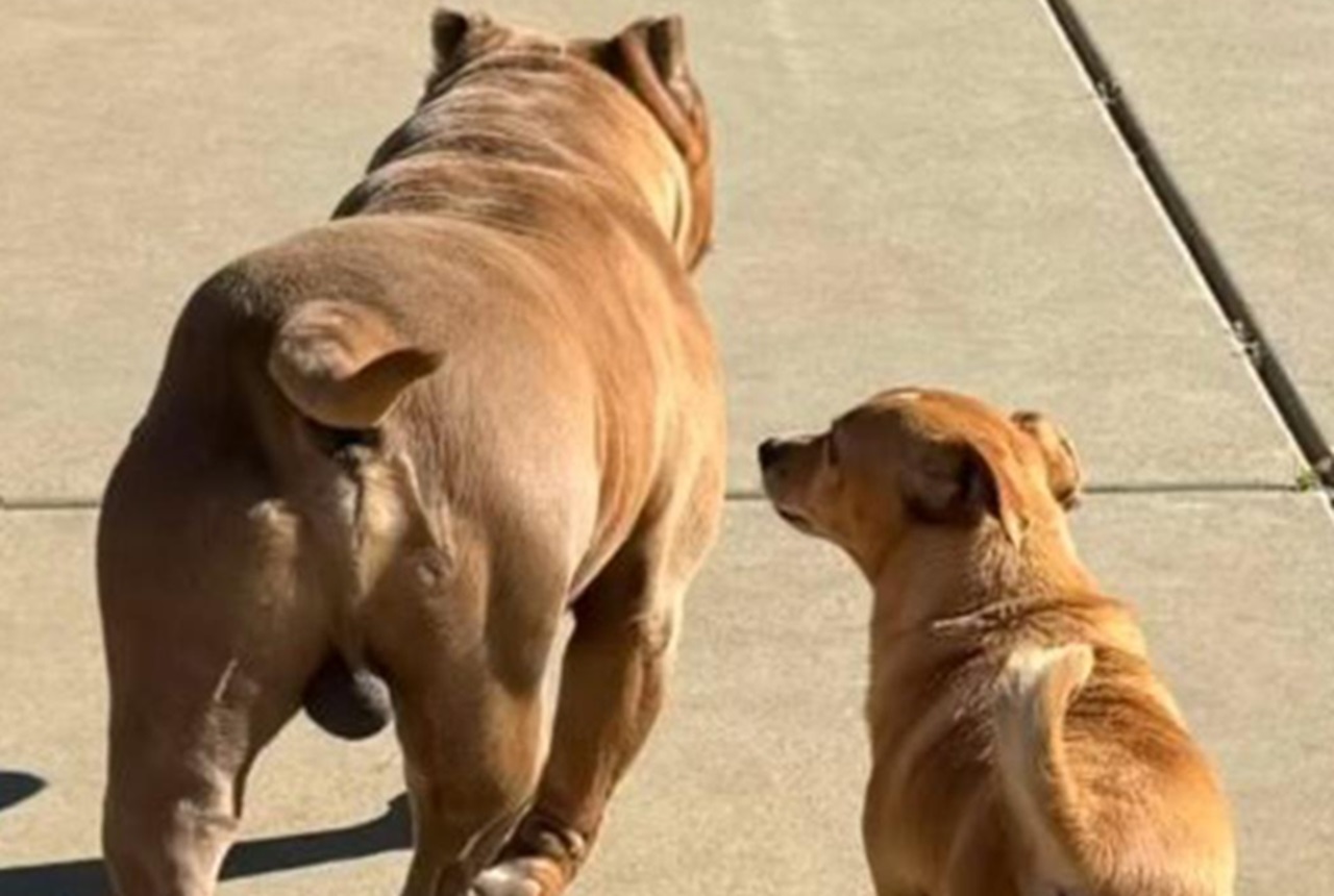 Cani randagi inseparabili adottati insieme