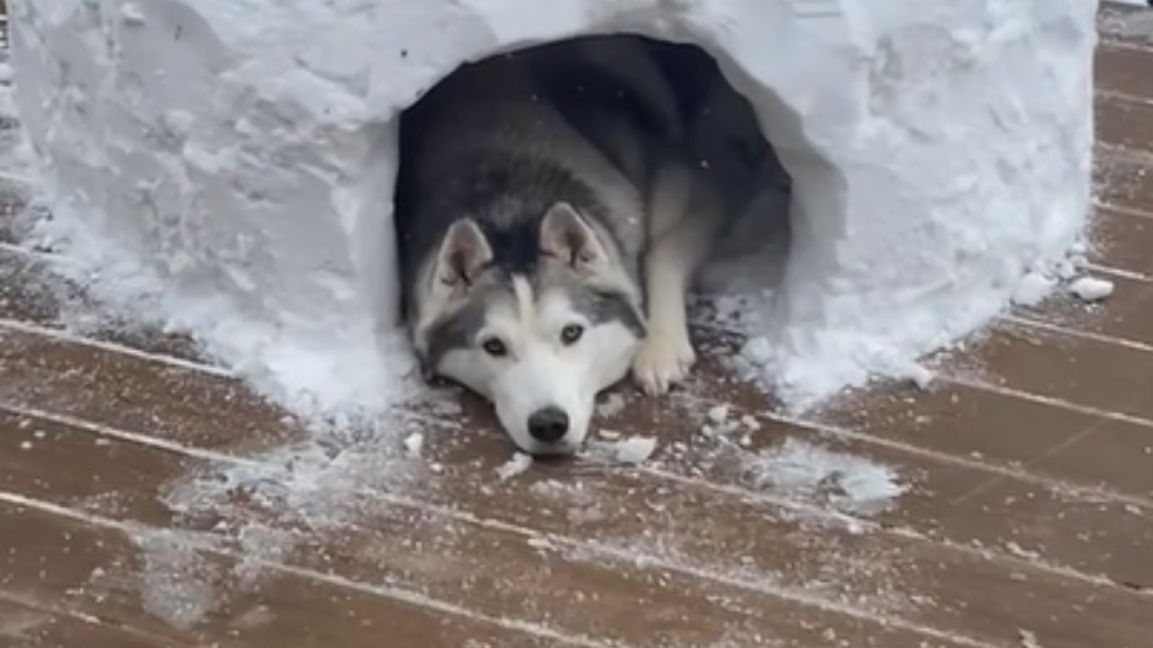 cane nell'igloo