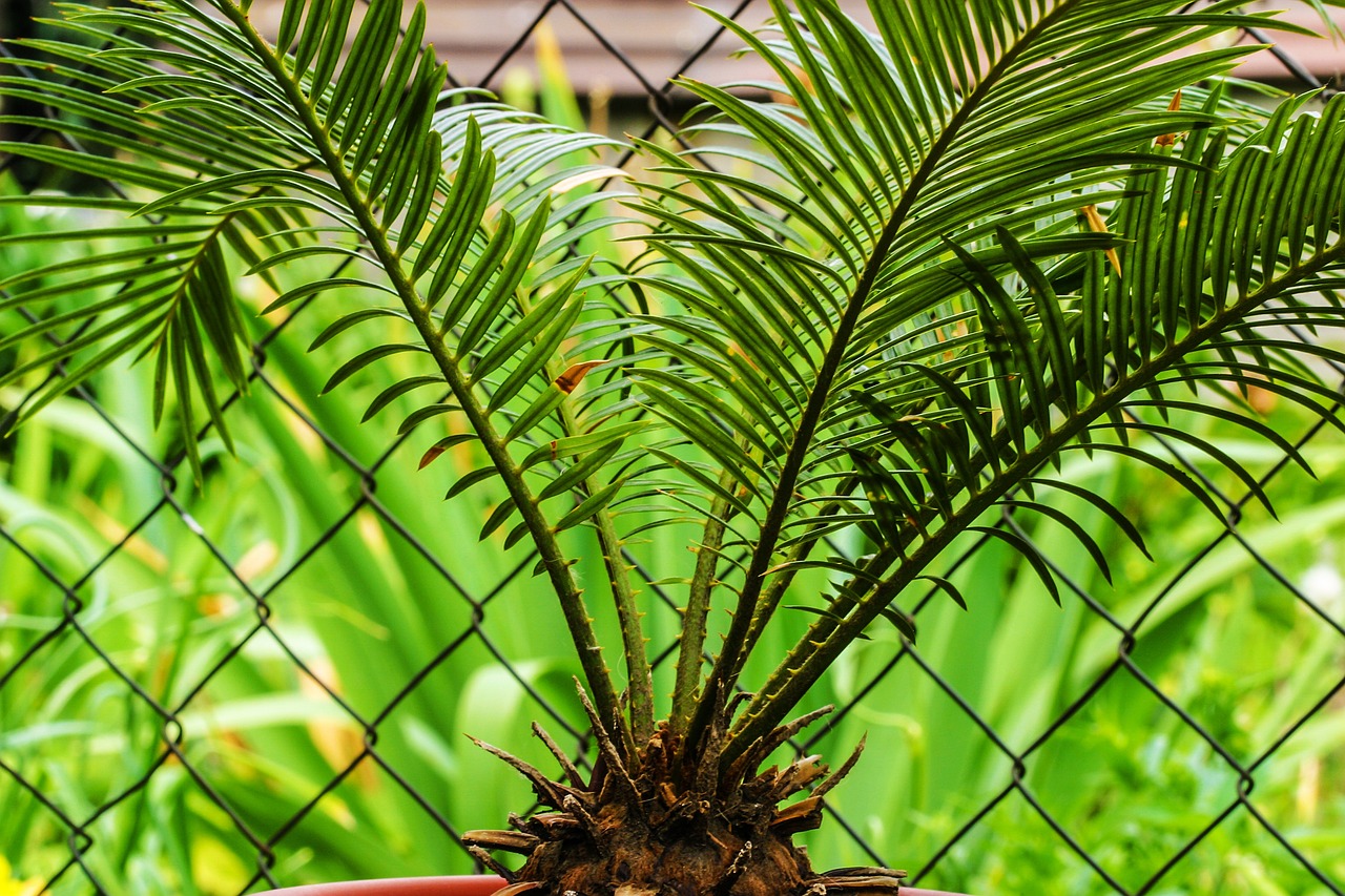 Pianta esotica Cycas