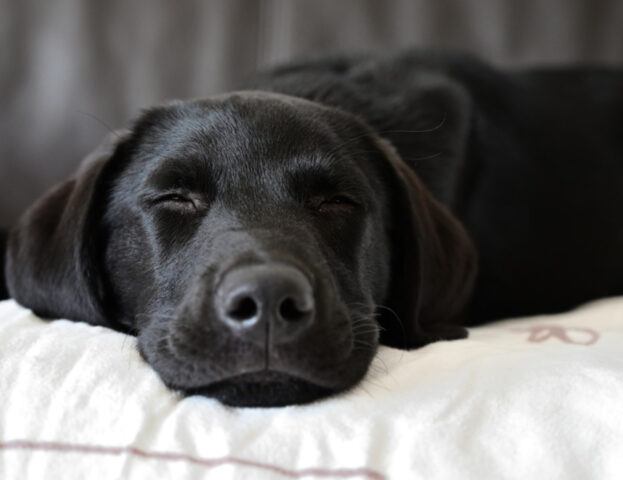 “Il suono di un cagnolino prima di addormentarsi”: il trend su TikTok che intenerisce tutti