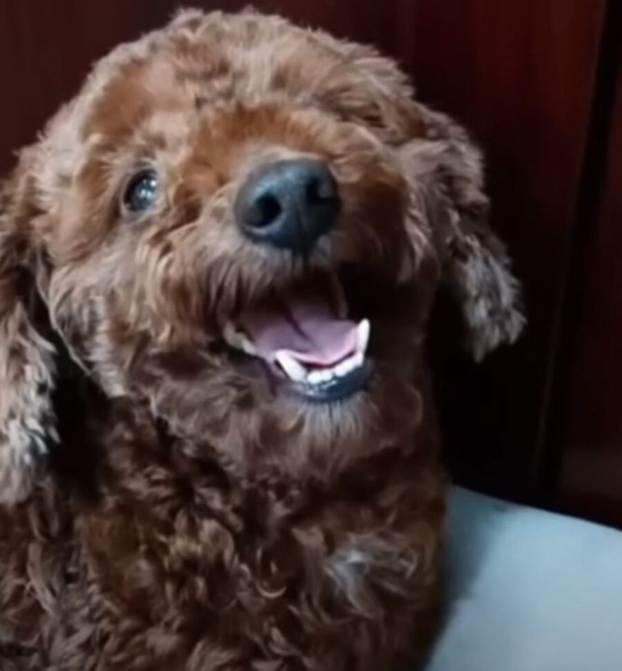 un cucciolo sorridente