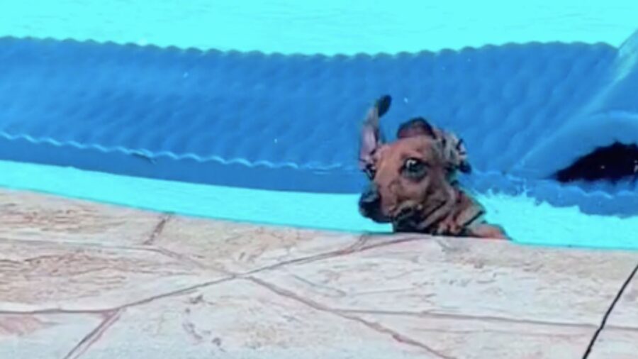 Cane cade in piscina