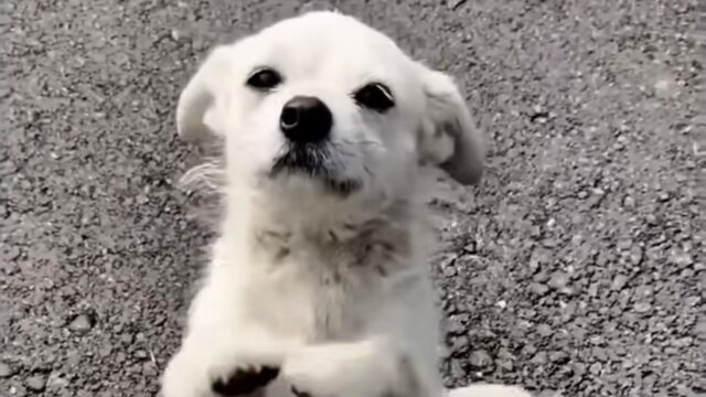 Disperata, la cagnolina ha iniziato a pregare i soccorritori perché salvassero lei e la sua famiglia – Video
