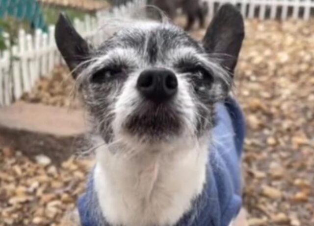 I suoi padroni non lo hanno mai amato, questo Chihuahua è stato mandato in canile perché si voleva dormire nel letto con loro