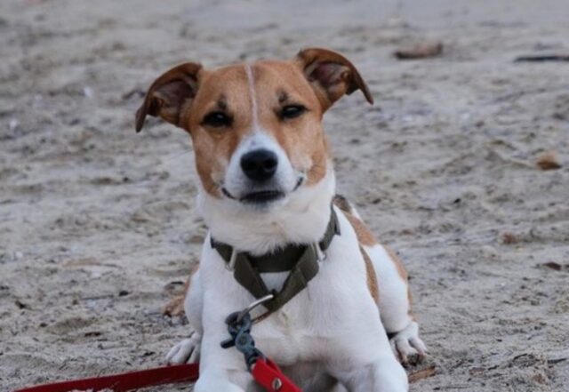 Il Jack Russell dell’influencer fa una brutta fine per via di un cane senza guinzaglio: “Le cose devono cambiare”