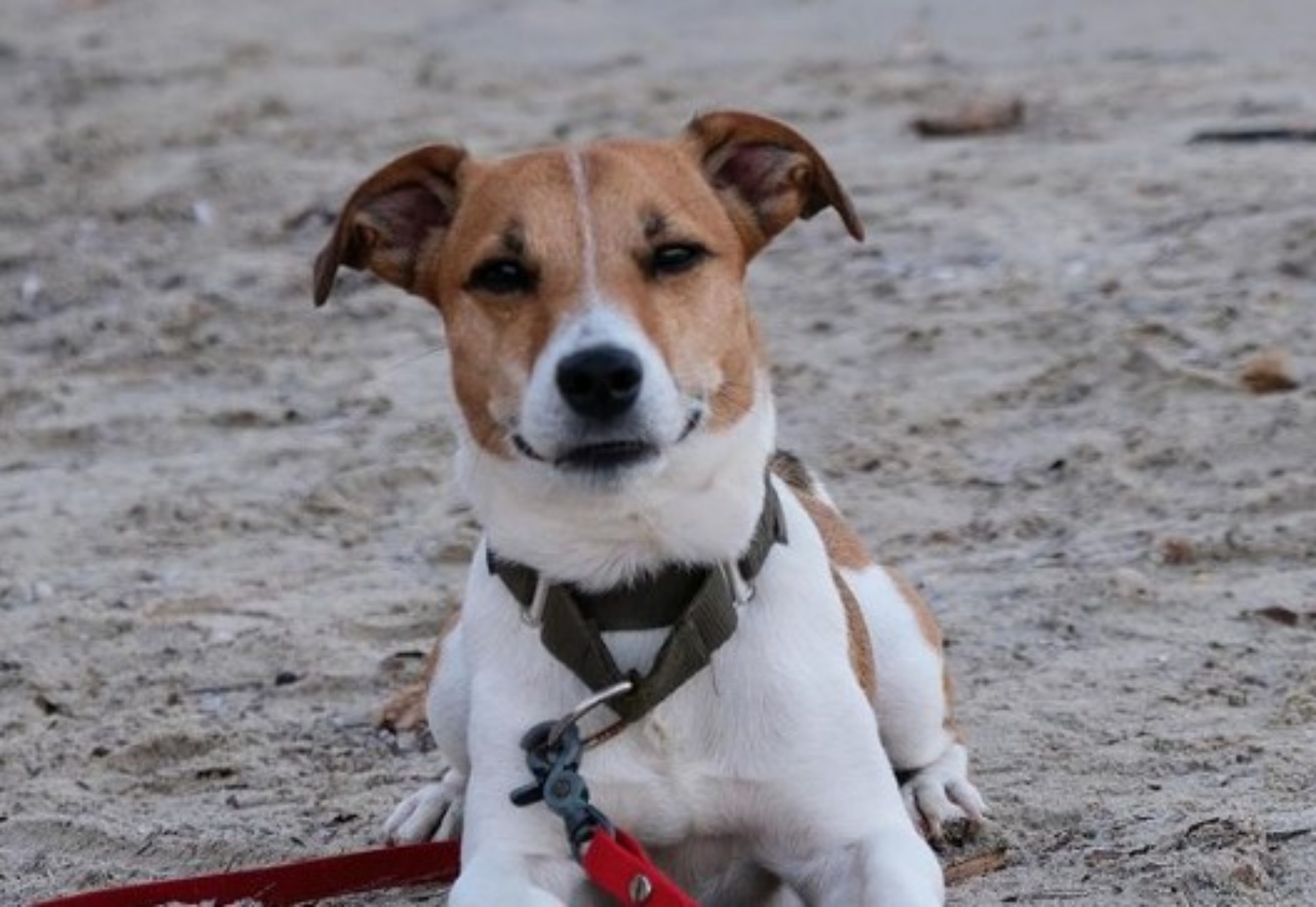 Jack Russell influencer morto