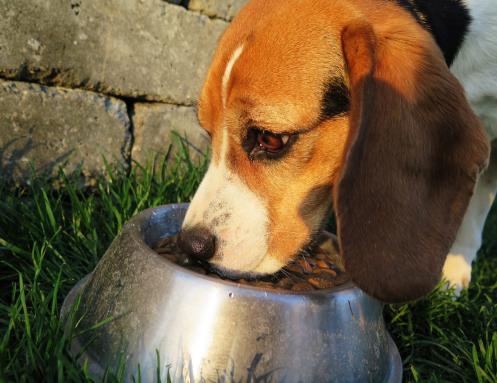 Cane mangia dalla sua ciotola