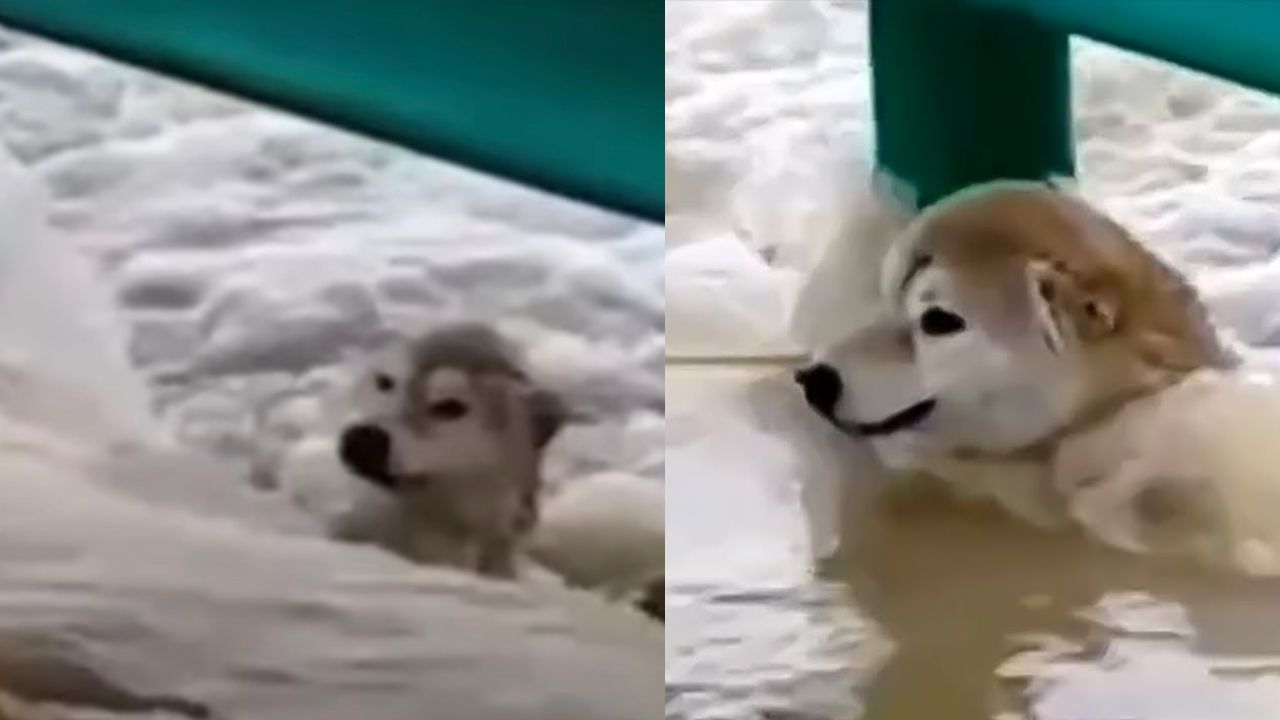 Cane tenta di sopravvivere nel fiume