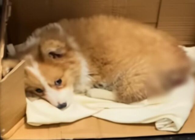 Il cucciolo di cane malato e abbandonato in un cantiere diventa un “felicissimo cittadino del mondo”