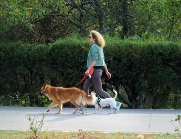 In questa città italiana sarà obbligatorio avere una bottiglietta d’acqua quando si porta a passeggio il cane