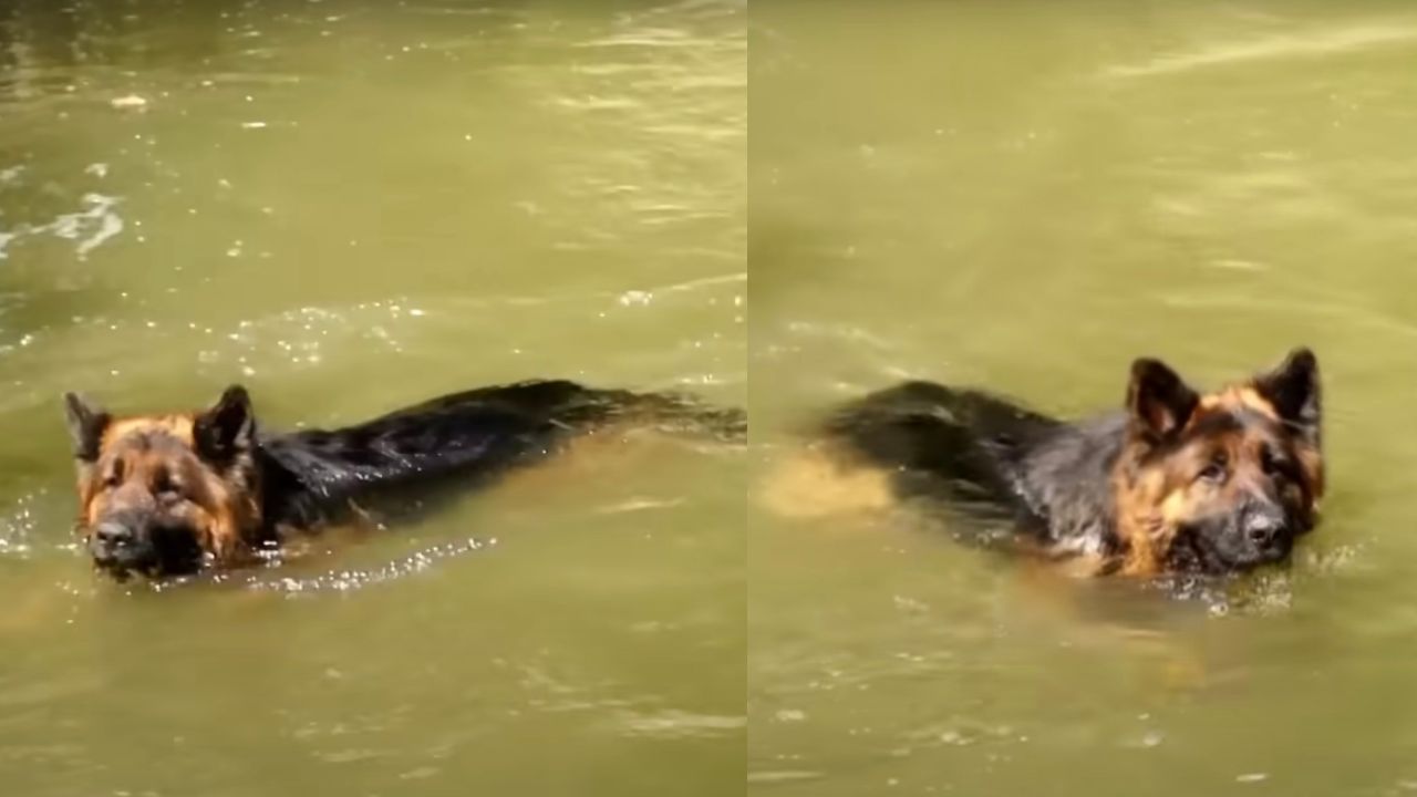 Cane cerca di sopravvivere nel fiume