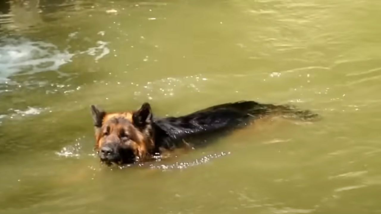 Cane dentro il fiume