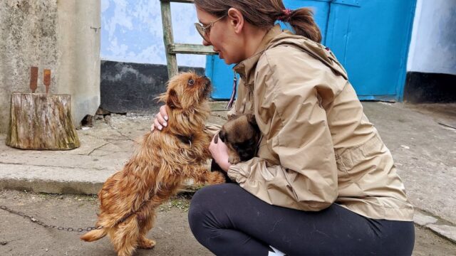 Mamma cagnolina tenuta in catene inizia a pregare la volontaria, sperando che portasse a casa almeno il suo cucciolo – Video