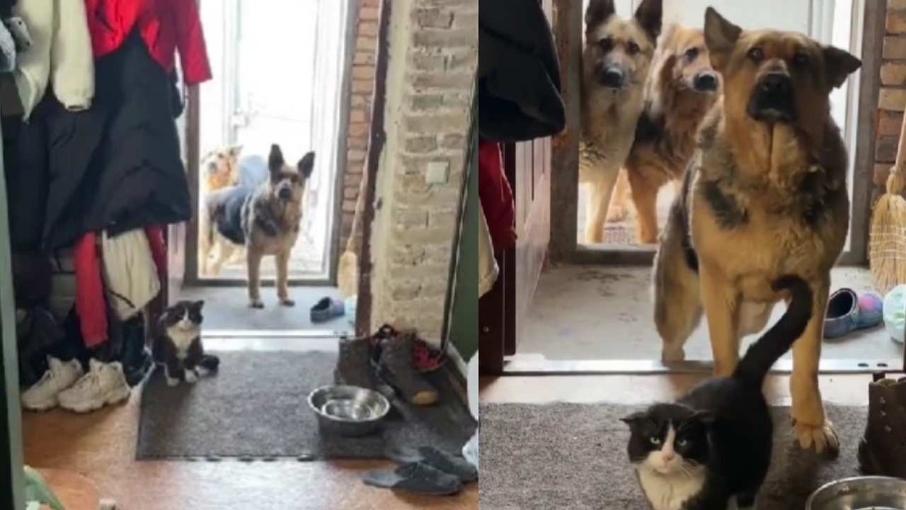 tre cani salvano gatto randagio
