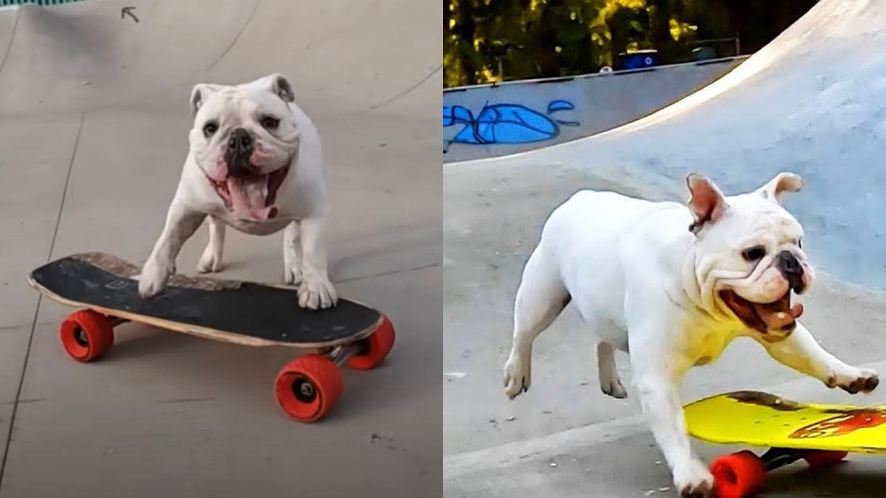 Bulldog Francese gioca con lo skateboard