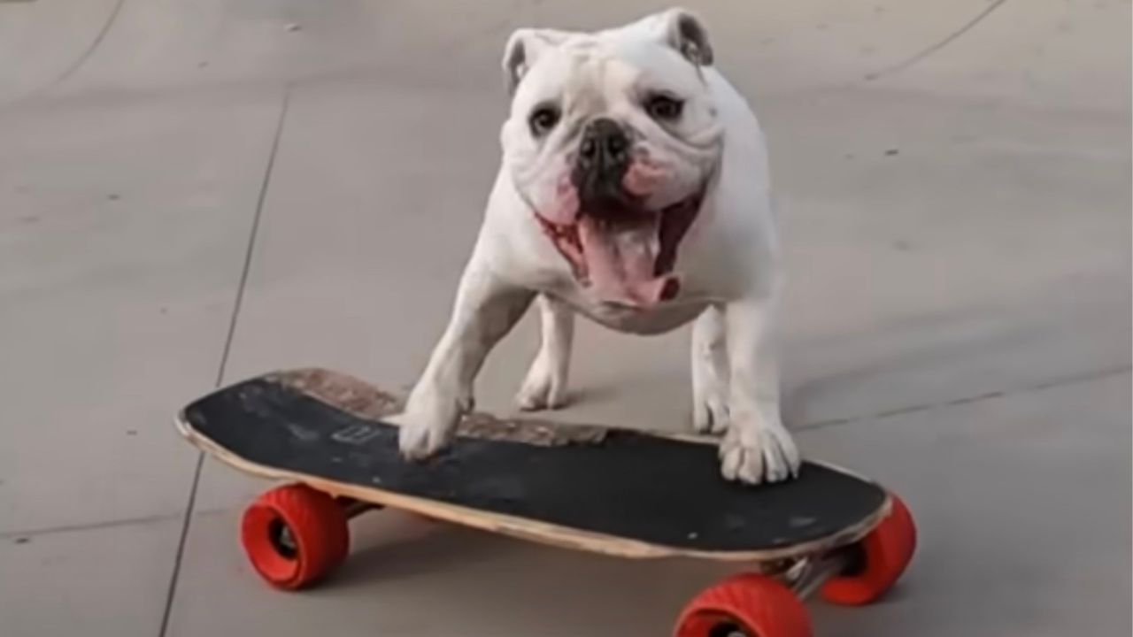 Bulldog Francese monta sullo skateboard
