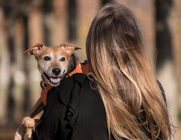 Sì, una nuova ricerca conferma che i cani non concepiscono gli abbracci come li concepiamo noi