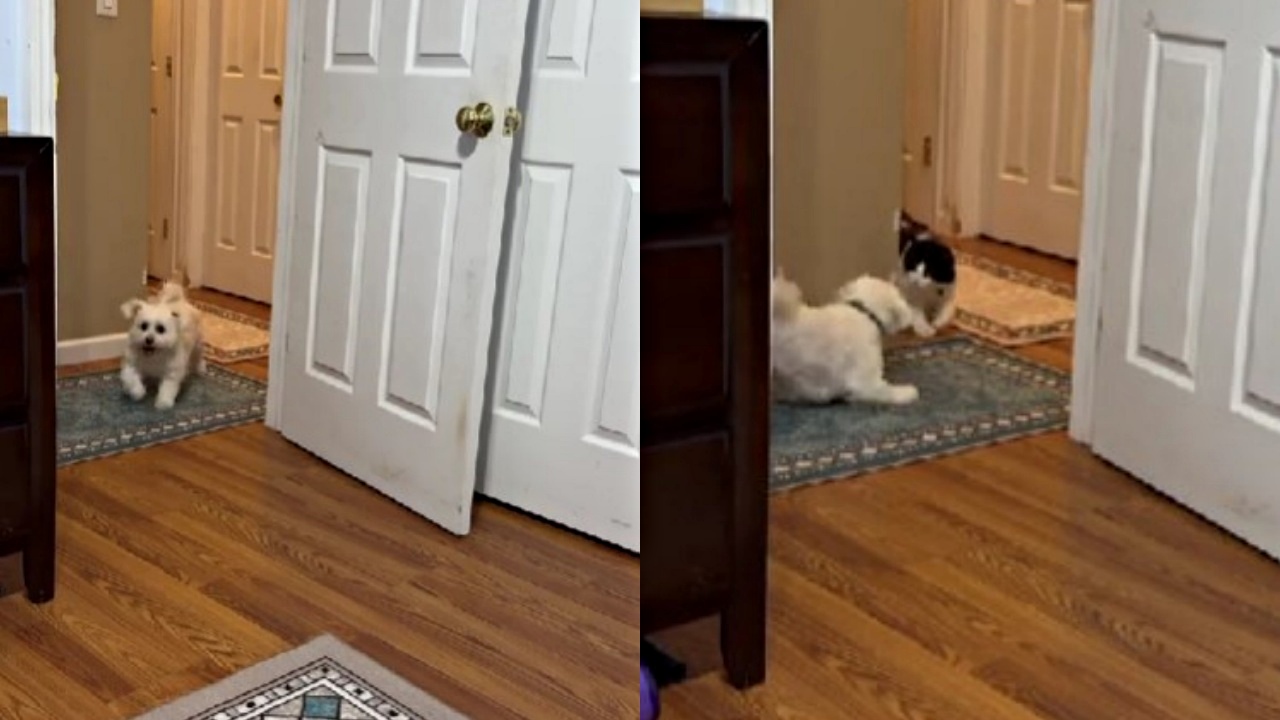perro y gato juegan en casa