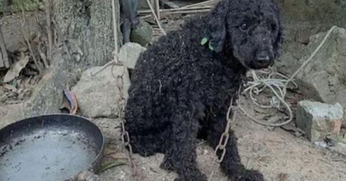 Il Barbone che ha vissuto per tutta la vita in catene ha finalmente l ...