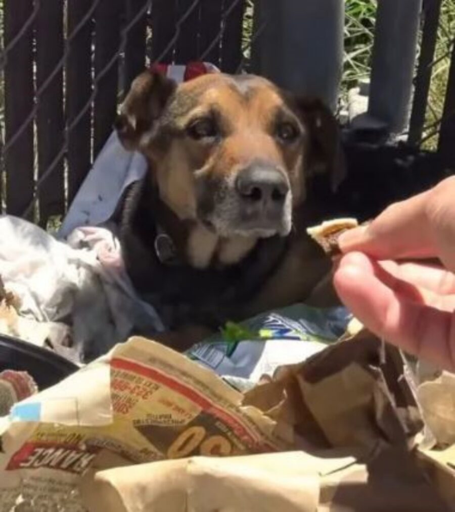 un cane abbandonato in mezzo ad immondizia