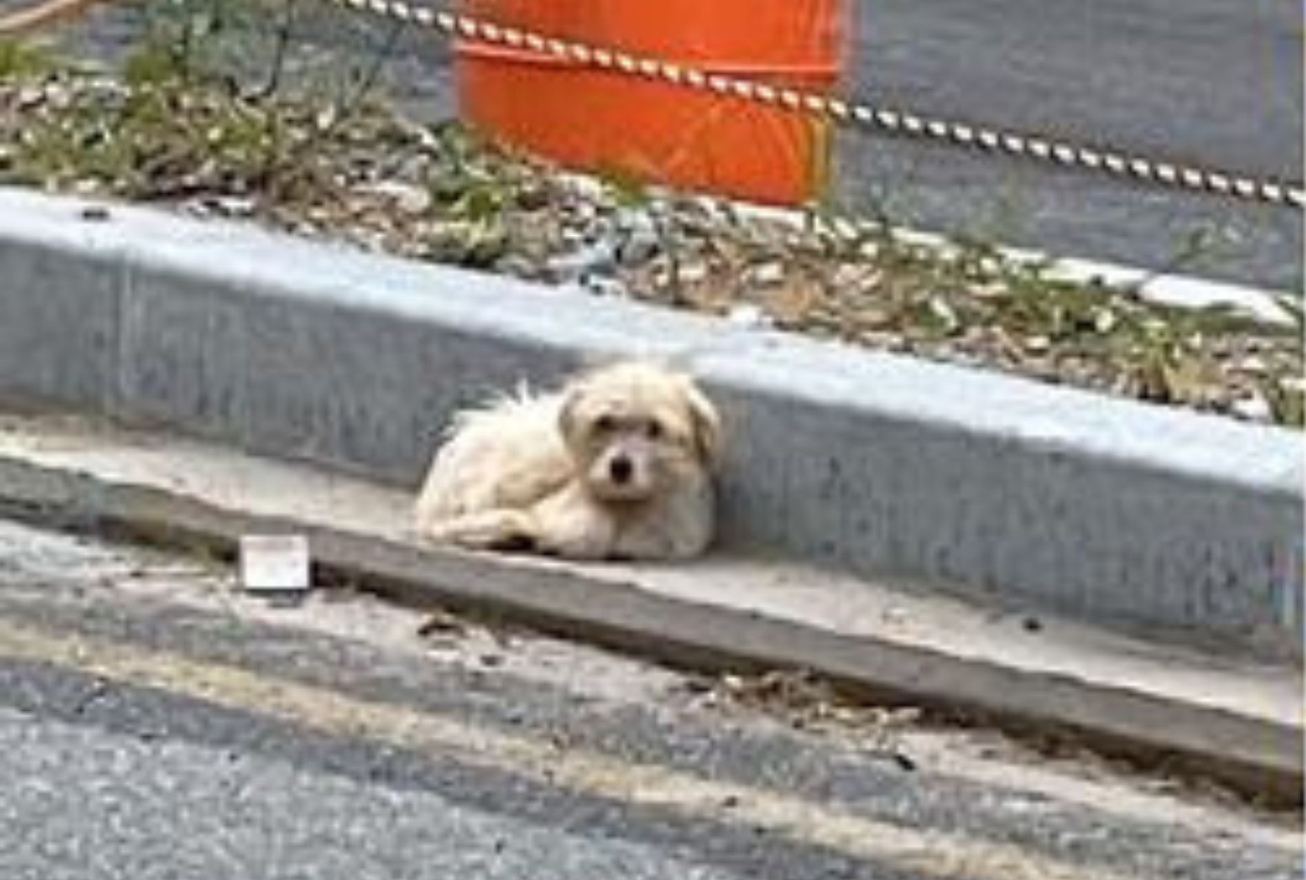 cagnolino salvato da strada trafficata