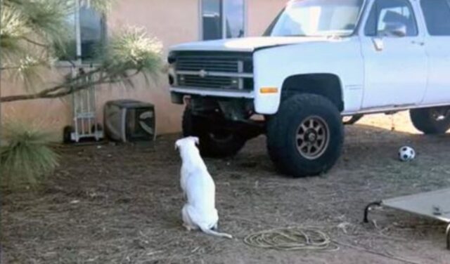 Una famiglia scopre perché il loro cane sordo non smette di fissare questo camion fermo da molto tempo